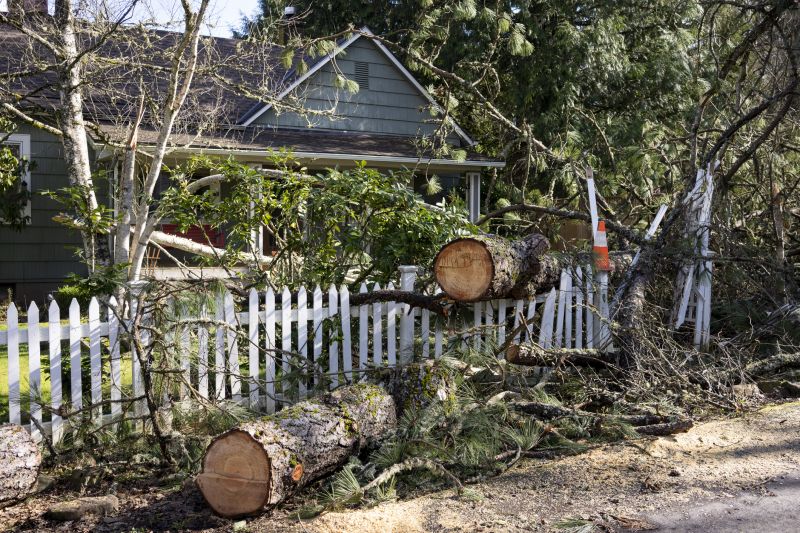 Fallen Tree Near Power Lines