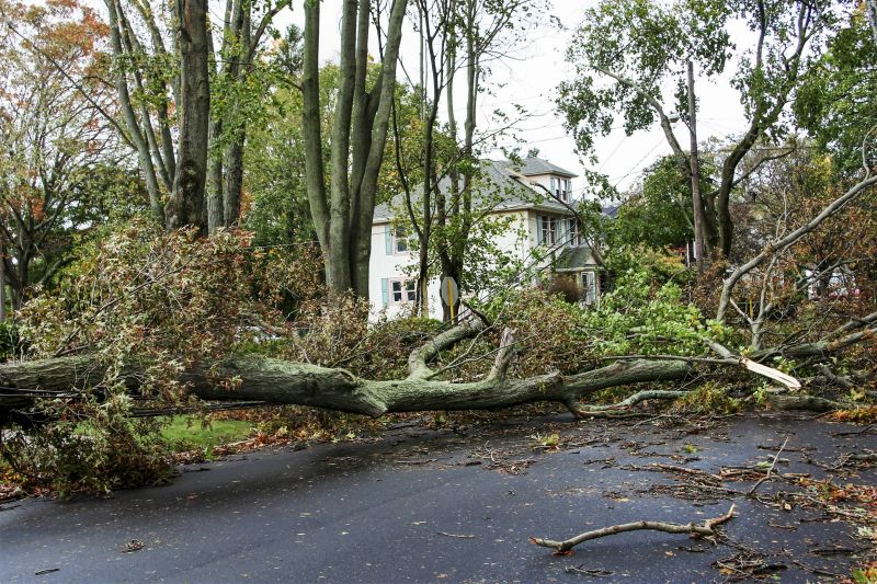Fallen Tree Near Driveway