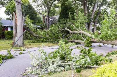 Storm Damage Tree