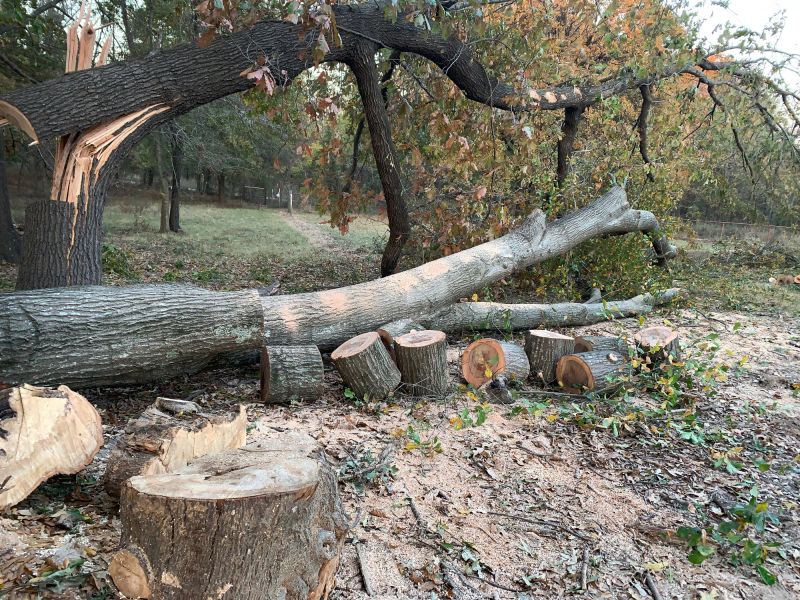 Fallen Tree Removal detail