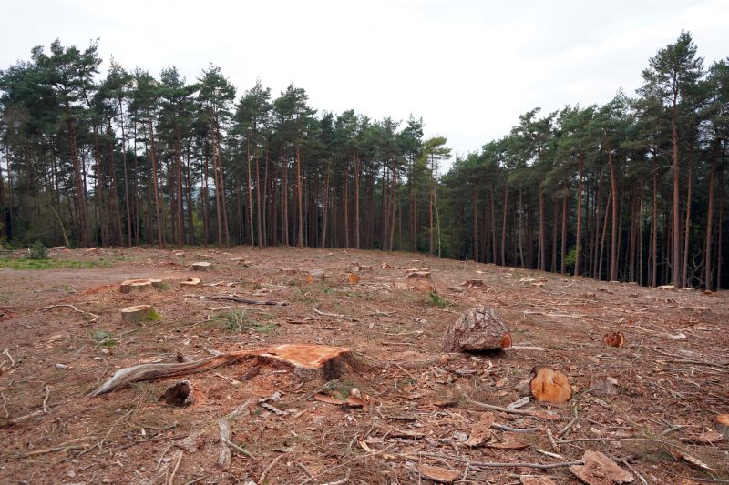 Completed Tree Removal