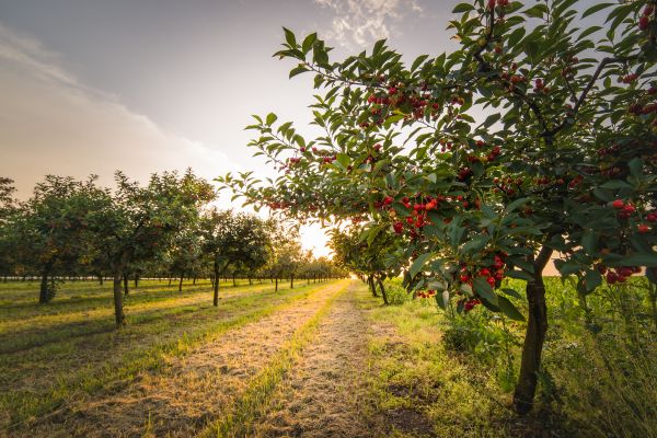 Cost of Cherry Tree Removal in Destin