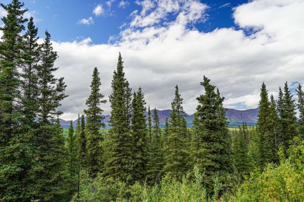 Cost of Spruce Tree Removal in Destin
