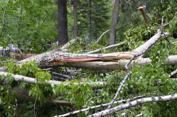 Cost of Birch Tree Removal in Destin