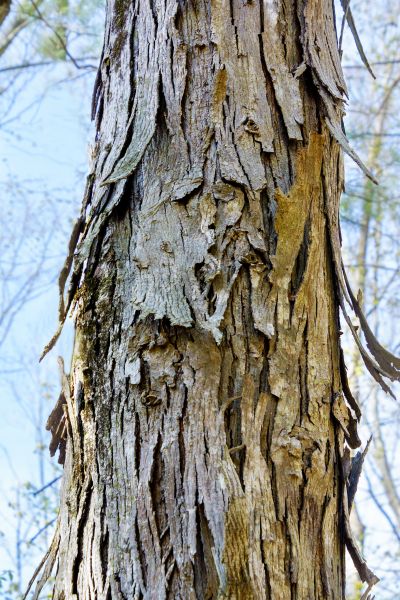 Cost of Hickory Tree Removal in Destin