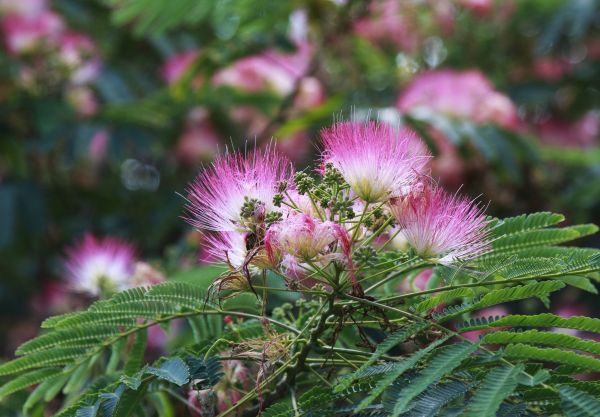 Cost of Mimosa Tree Removal in Destin