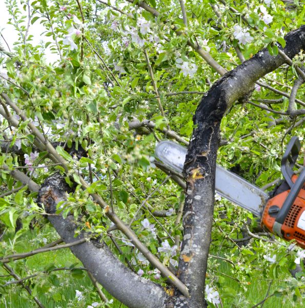 Cost of Apple Tree Removal in Destin